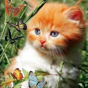 Meet your Posher, Lori lombardi